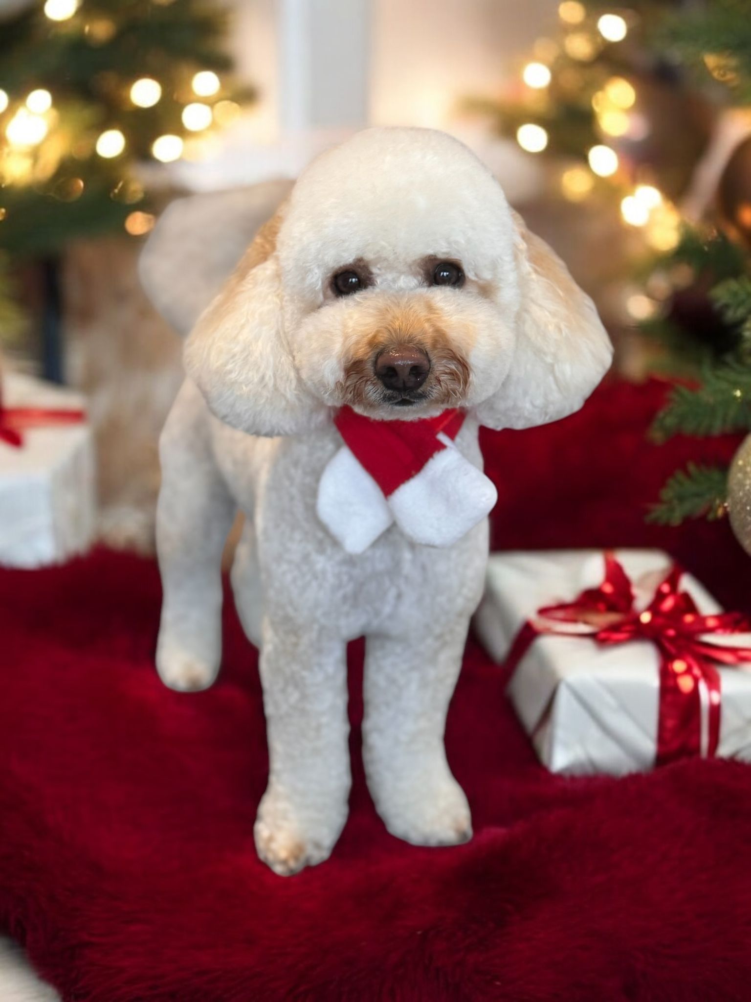 WhatsApp Image 2025-11-09 at 14.50.22 (1)