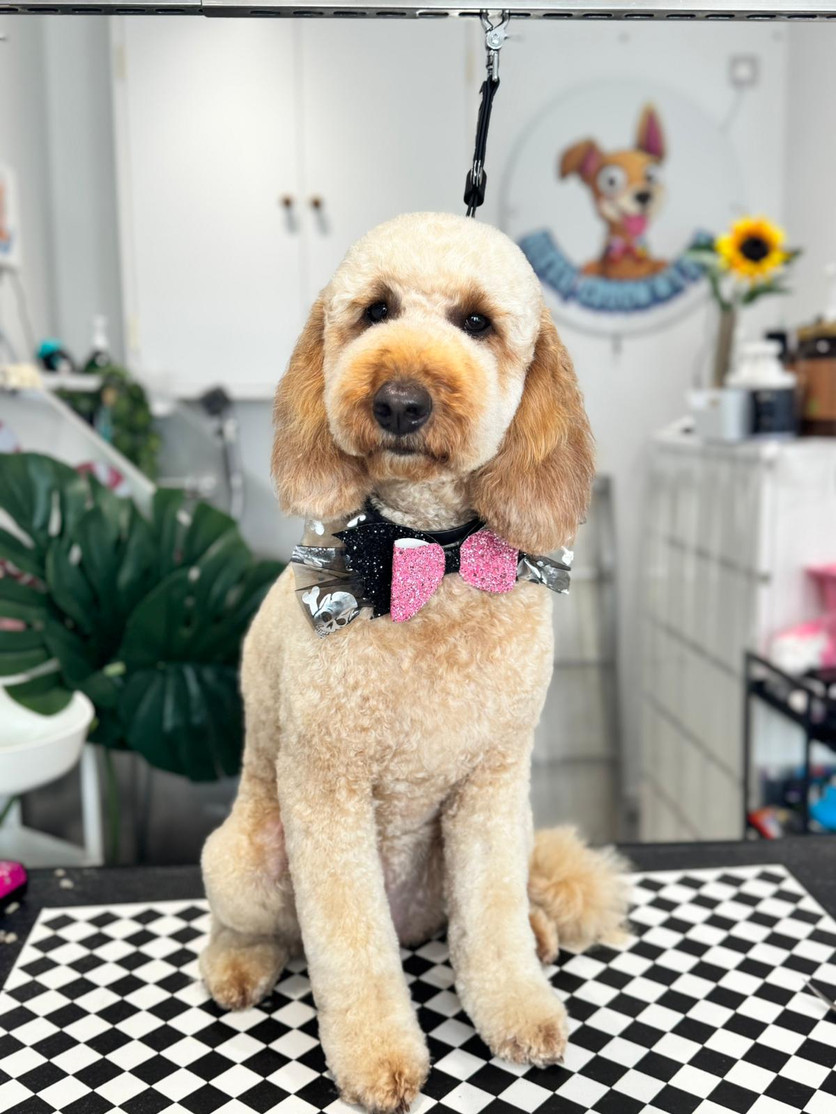 WhatsApp Image 2025-11-09 at 15.09.58