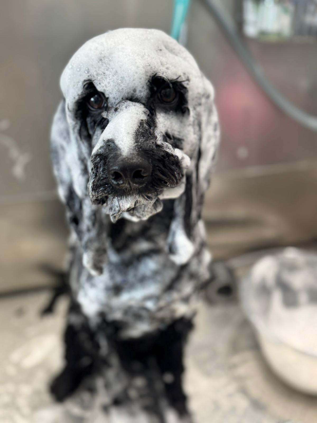 WhatsApp Image 2025-11-09 at 15.10.29 (1)