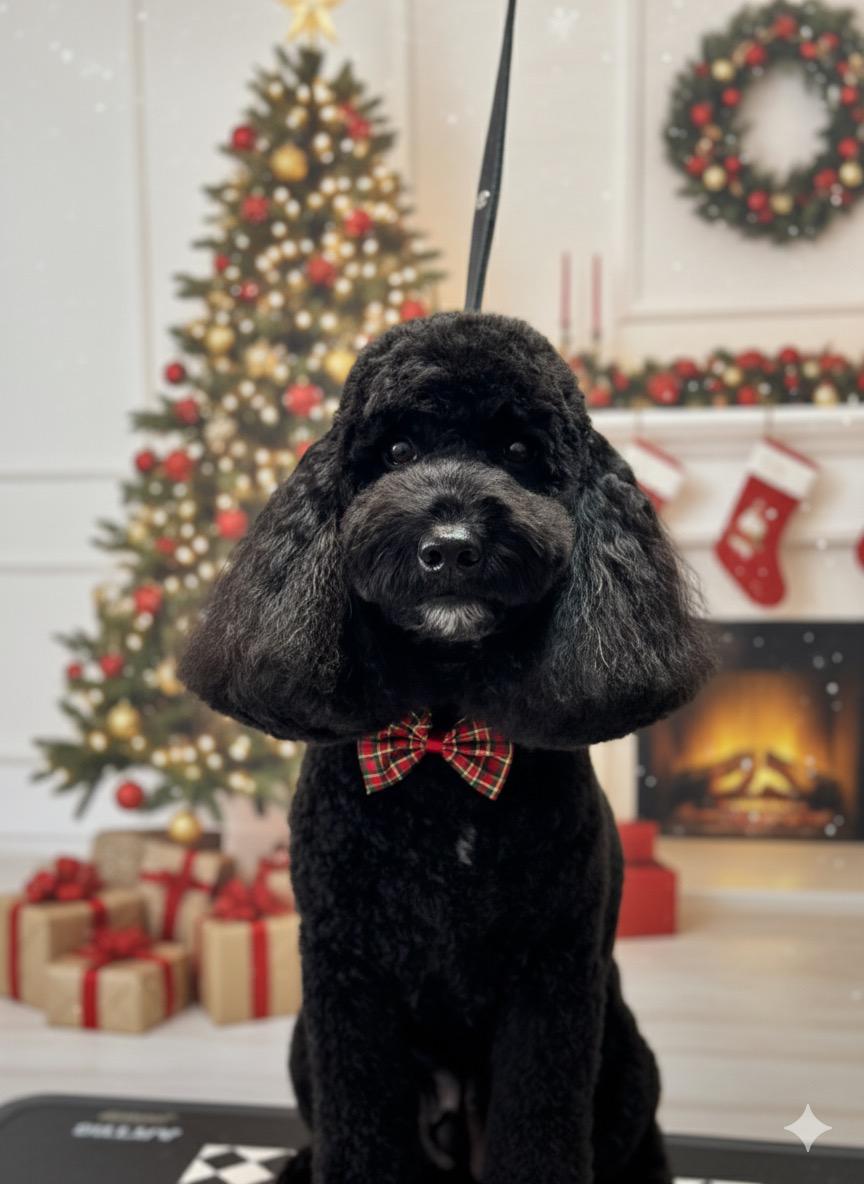 WhatsApp Image 2025-11-09 at 15.16.42